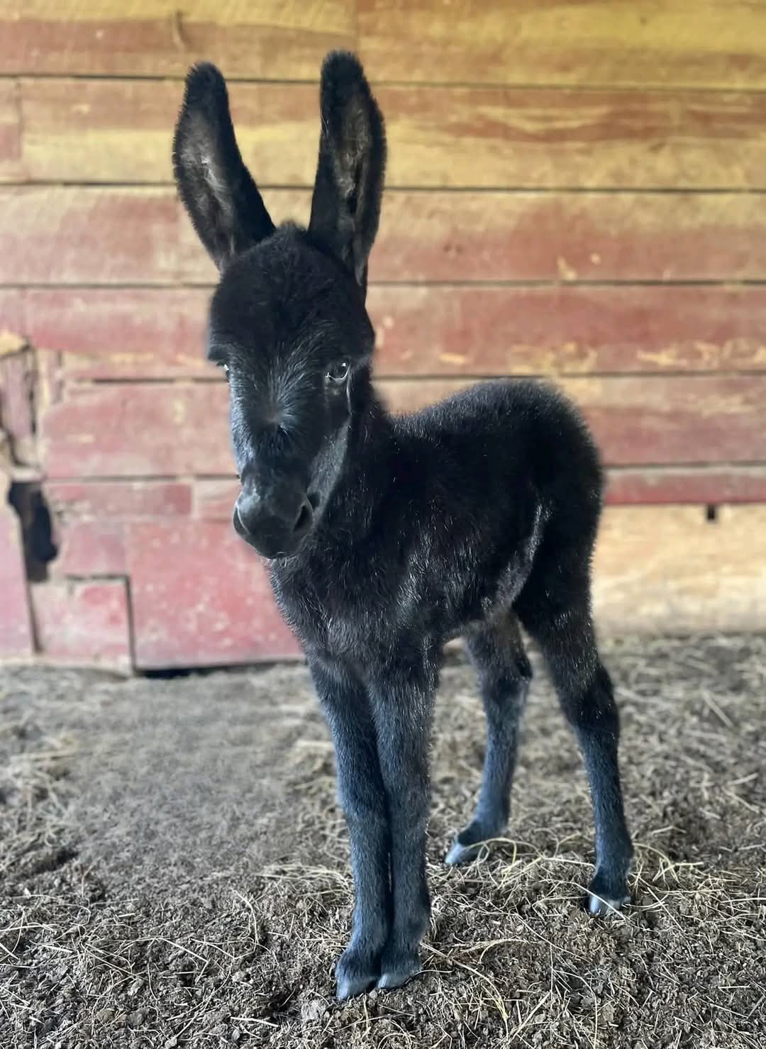 Miniature donkeys for sale near me