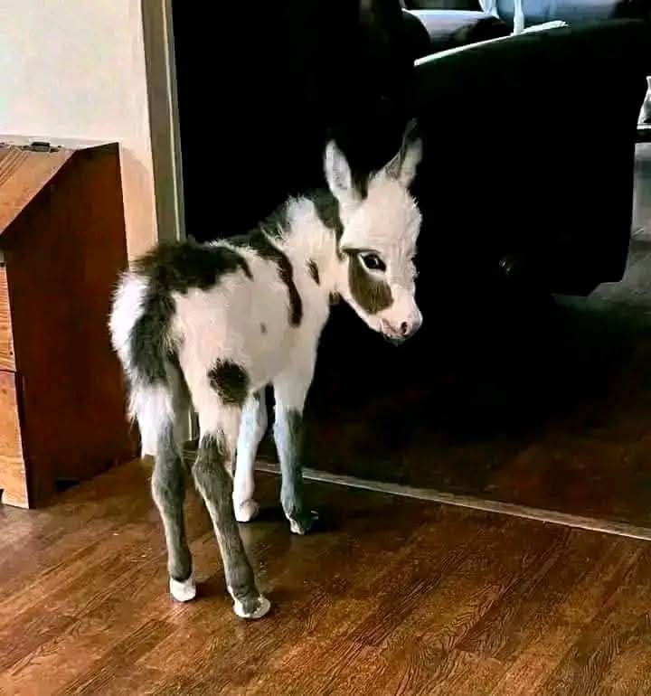 Miniature Highland Cows for Sale
