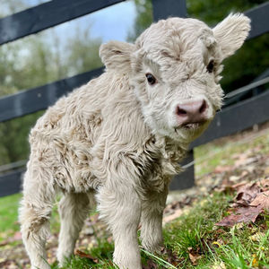 Miniature cows for sale in North Carolina