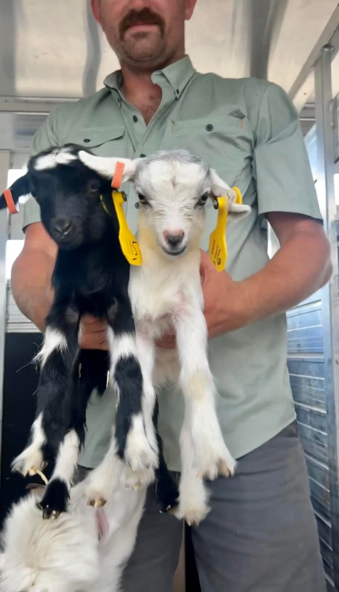 Mini Jersey cow for sale